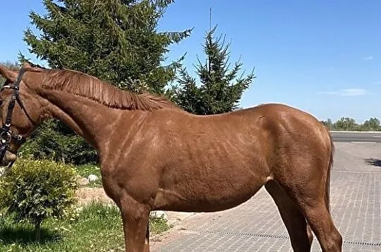 Klacz o przemiłym uosobieniu, , 