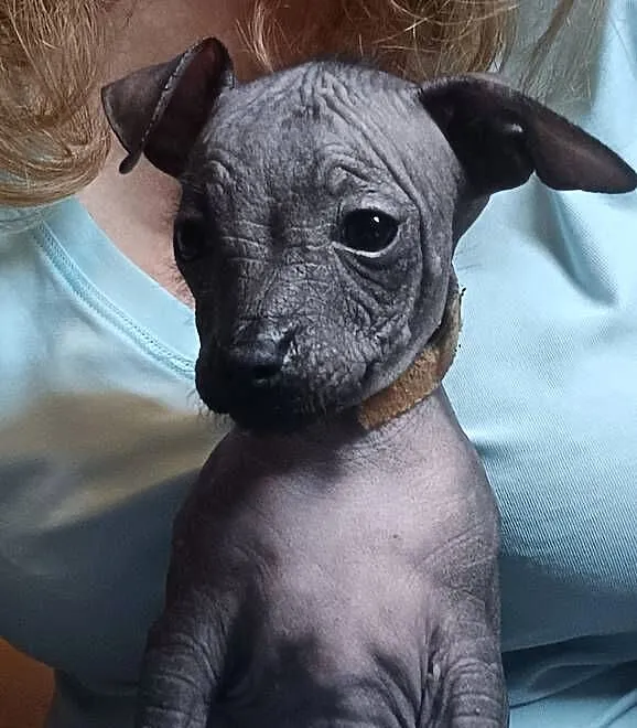 Nagi pies meksykański, Xolo, Xoloitzcuintle, Mazowieckie, Pomiechówek