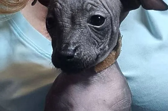 Nagi pies meksykański, Xolo, Xoloitzcuintle, Mazowieckie, Pomiechówek