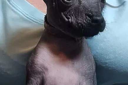 Nagi pies meksykański, Xolo, Xoloitzcuintle, Mazowieckie, Pomiechówek
