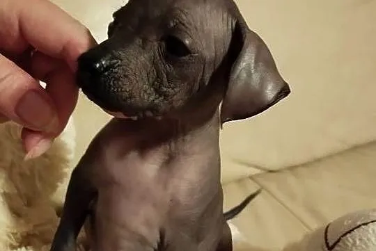 Nagi pies meksykański, Xolo, Xoloitzcuintle, Mazowieckie, Pomiechówek