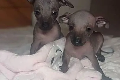 Nagi pies meksykański, Xolo, Xoloitzcuintle, Mazowieckie, Pomiechówek