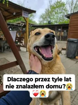 Aron - uratowany z łańcucha, od kilku lat w schronisku POMOCY  Cudowny, najcudowniejszy... Taki właś, , Kraków