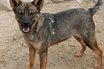 Adoptuj wilczastą Mrówkę! ,  mazowieckie Warszawa, Mazowieckie, Warszawa