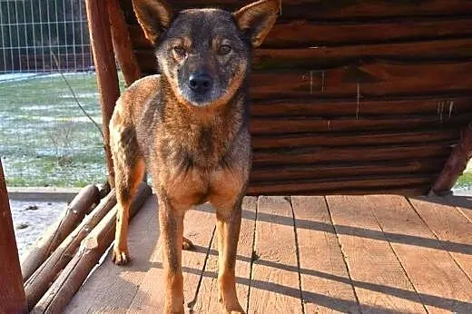 Adoptuj wilczastą Mrówkę! ,  mazowieckie Warszawa, Mazowieckie, Warszawa