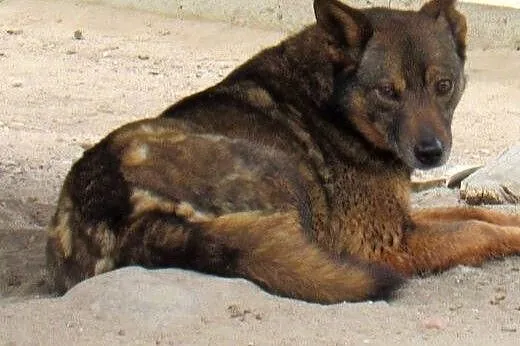 Adoptuj wilczastą Mrówkę! ,  mazowieckie Warszawa, Mazowieckie, Warszawa