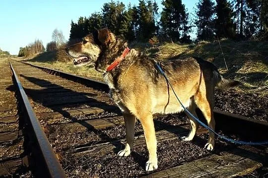 EDEK psiak o wielkim sercu marzy o domku gdzie zazna szczęścia, , Wrocław