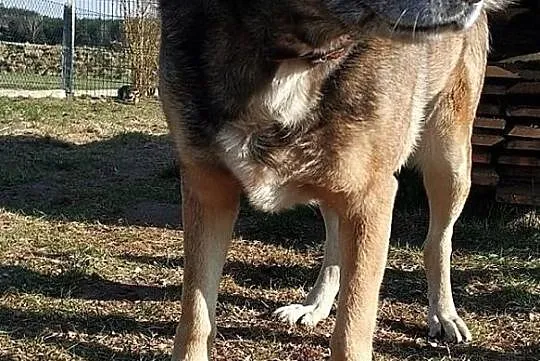 EDEK psiak o wielkim sercu marzy o domku gdzie zazna szczęścia, , Wrocław