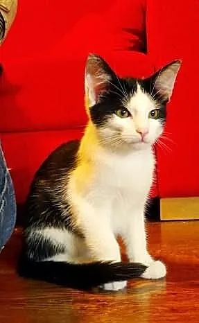 Kociak Fikus szuka domu! Agapeanimali