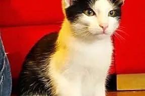 Kociak Fikus szuka domu! Agapeanimali
