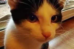 Kociak Fikus szuka domu! Agapeanimali