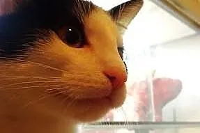 Kociak Fikus szuka domu! Agapeanimali