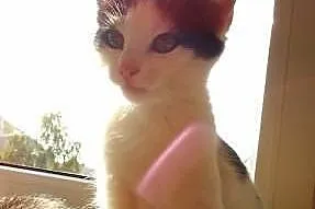 Kociak Fikus szuka domu! Agapeanimali