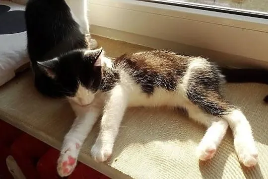 Kociak Fikus szuka domu! Agapeanimali