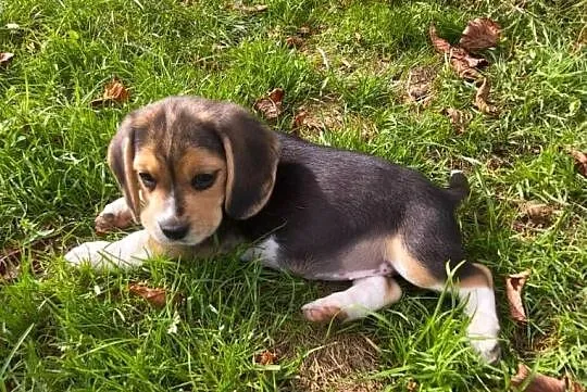 Beagle szczeniaki ZKwP(FCI)