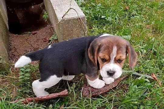 Beagle szczeniaki ZKwP(FCI), Śląskie, Żywiec
