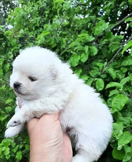 Suczka szpic miniaturowy pomeranian, Łódzkie, Pabianice