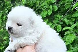 Suczka szpic miniaturowy pomeranian