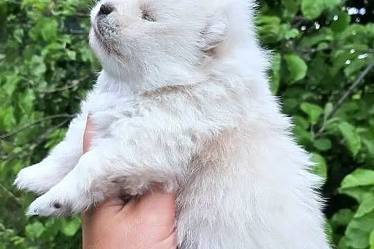Suczka szpic miniaturowy pomeranian, Łódzkie, Pabianice