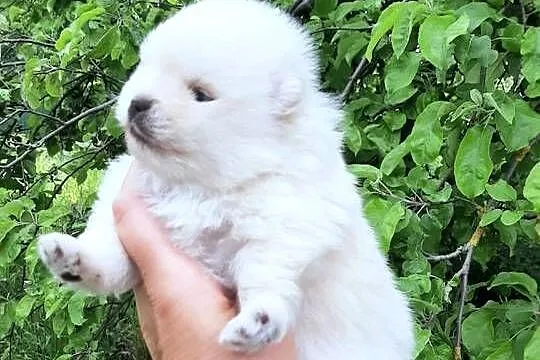 Suczka szpic miniaturowy pomeranian, Łódzkie, Pabianice