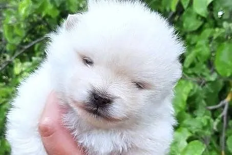 Suczka szpic miniaturowy pomeranian, Łódzkie, Pabianice