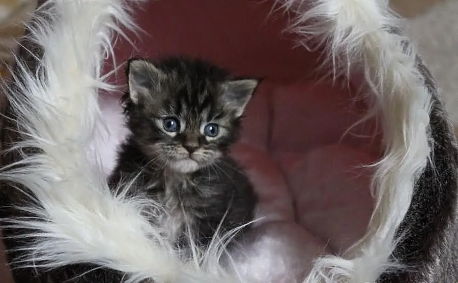 Maine coon