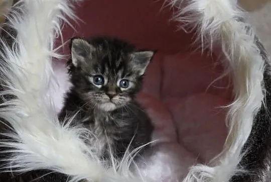 Maine coon