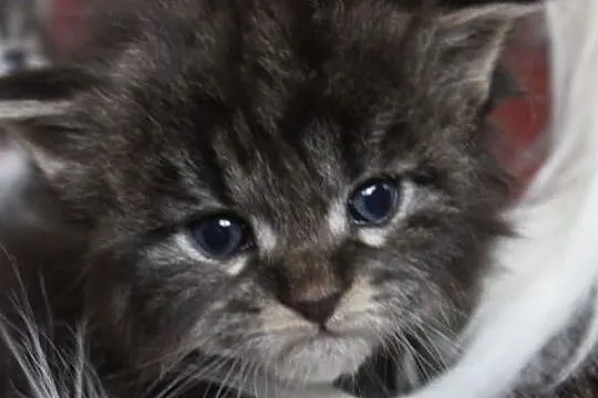 Maine coon