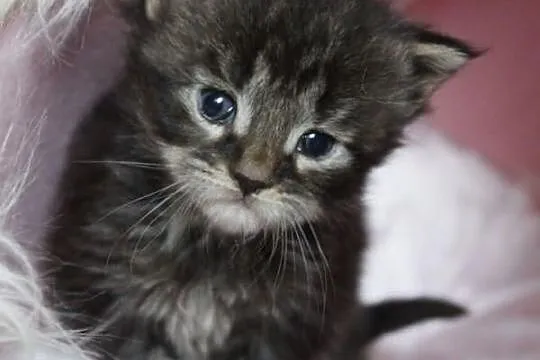 Maine coon