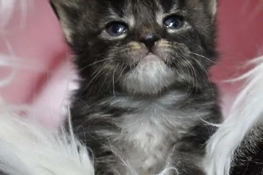 Maine coon