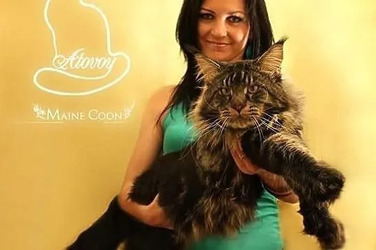 Maine coon
