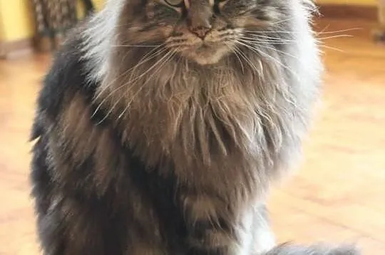 Maine coon