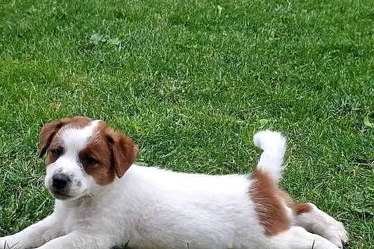 Szczenięta Jack Russell Terrier