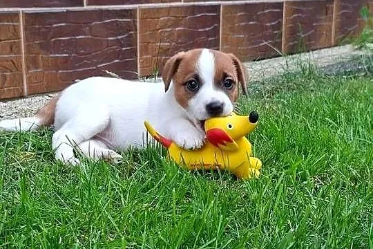 Szczenięta Jack Russell Terrier, Wielkopolskie, Gostyń