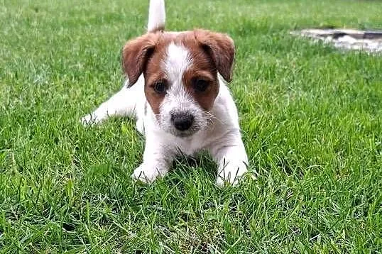 Szczenięta Jack Russell Terrier, Wielkopolskie, Gostyń