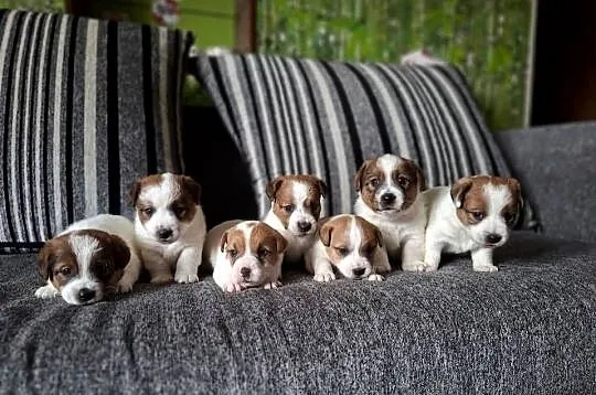 Szczenięta Jack Russell Terrier, Wielkopolskie, Gostyń