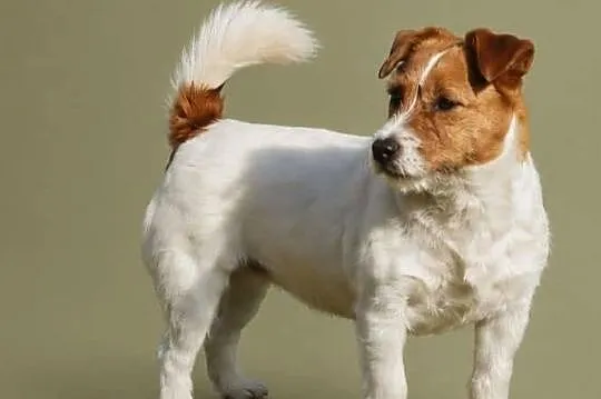 Szczenięta Jack Russell Terrier, Wielkopolskie, Gostyń
