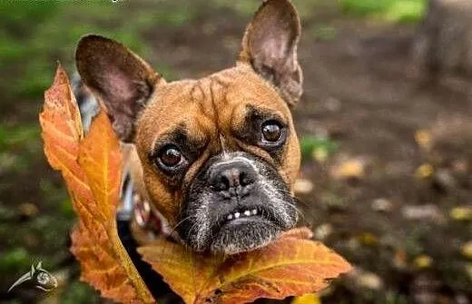 Piękna MARCHEWKA w typie buldoga, śląskie Katowic