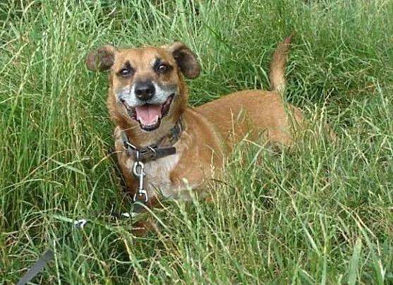 Bardzo źle znoszę pobyt w schronisku adoptuj mnie daj mi wspaniały domek, Mazowieckie, Warszawa
