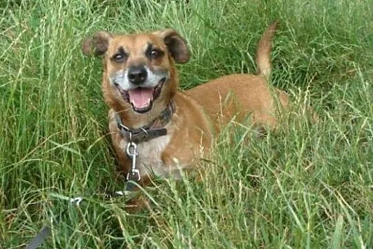 Bardzo źle znoszę pobyt w schronisku adoptuj mnie daj mi wspaniały domek