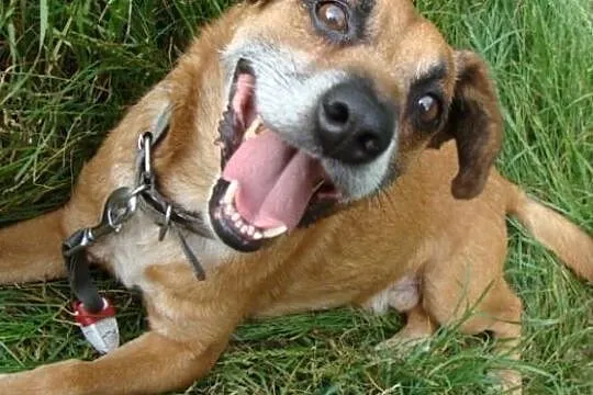 Bardzo źle znoszę pobyt w schronisku adoptuj mnie daj mi wspaniały domek, Mazowieckie, Warszawa