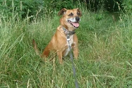 Bardzo źle znoszę pobyt w schronisku adoptuj mnie daj mi wspaniały domek, Mazowieckie, Warszawa