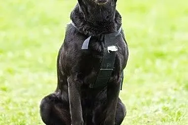 Fiona, śliczna sunieczka szuka kochającego domu., 