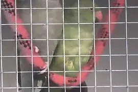 Sprzedam  papugi