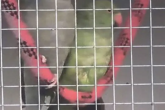 Sprzedam  papugi