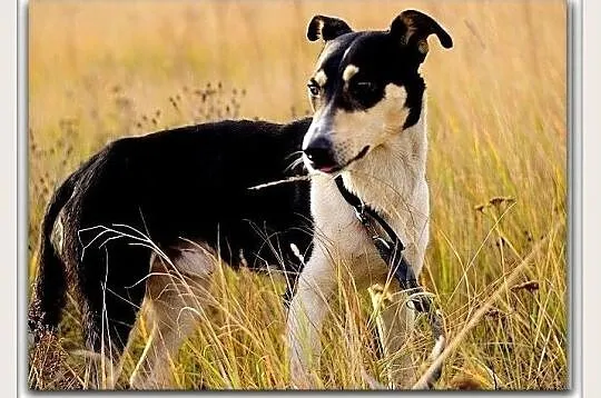 Średni,przyjazny,kontaktowy,aktywny,zaszczepiony psiak FILO.Adopcja., Małopolskie, Kraków