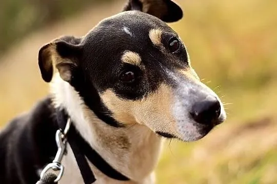 Średni,przyjazny,kontaktowy,aktywny,zaszczepiony psiak FILO.Adopcja., Małopolskie, Kraków