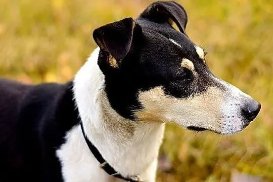 Średni,przyjazny,kontaktowy,aktywny,zaszczepiony psiak FILO.Adopcja., Małopolskie, Kraków
