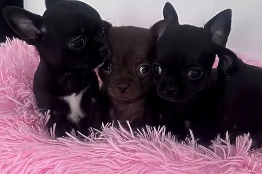 Chihuahua Xs