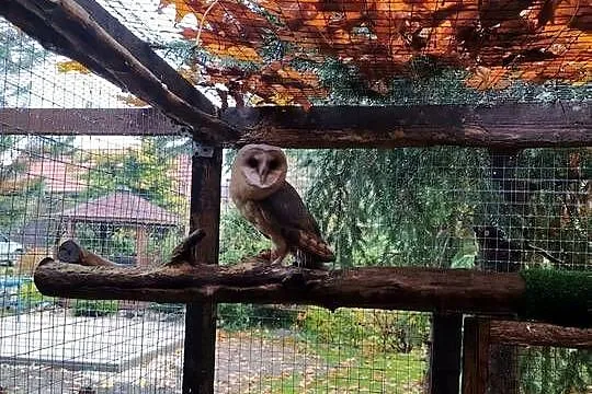 Sowa,sowy, para lęgowa płomykowka, płomykowki., Opolskie, Mnichus